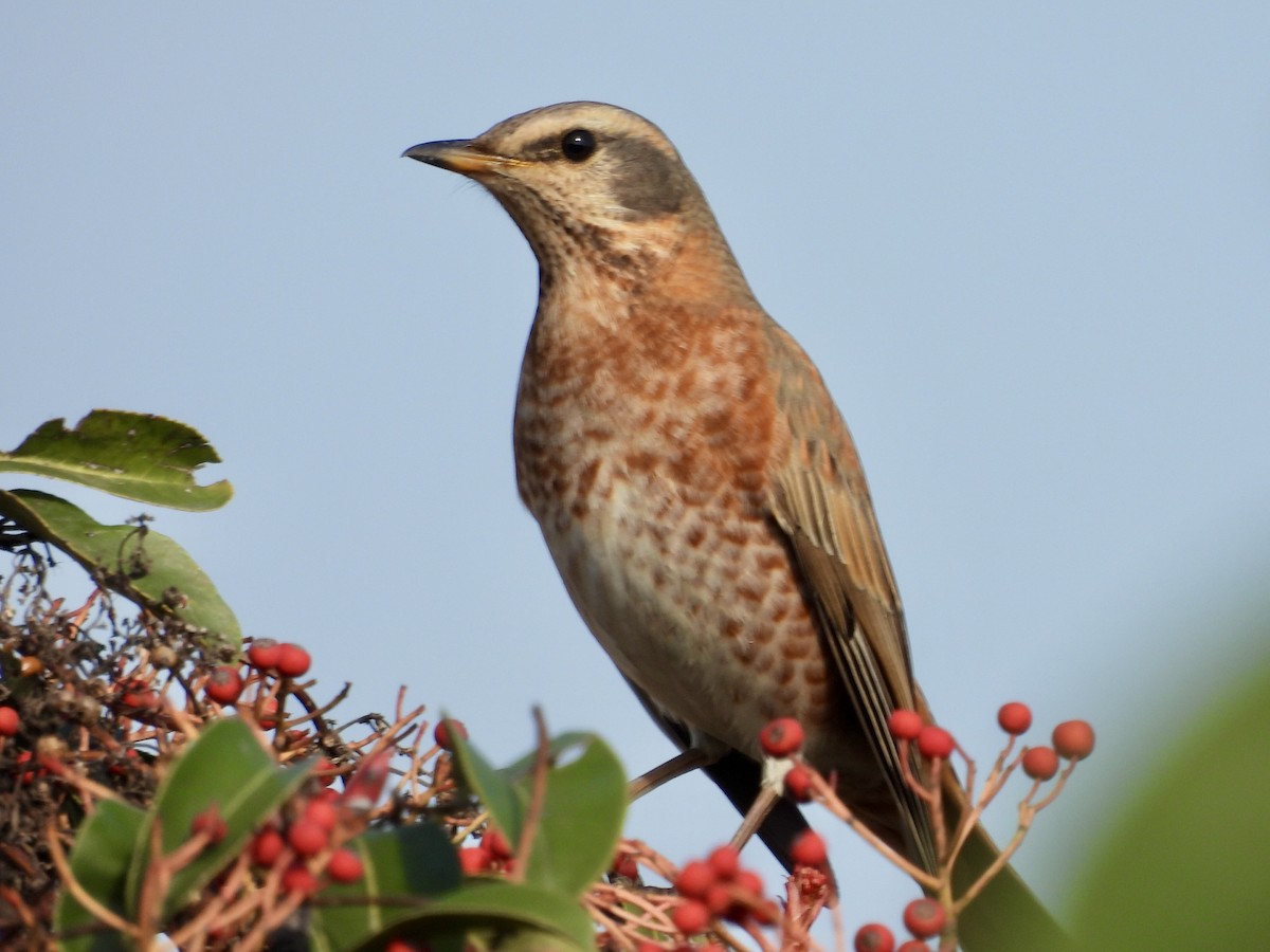 Naumann's Thrush - ML647599067