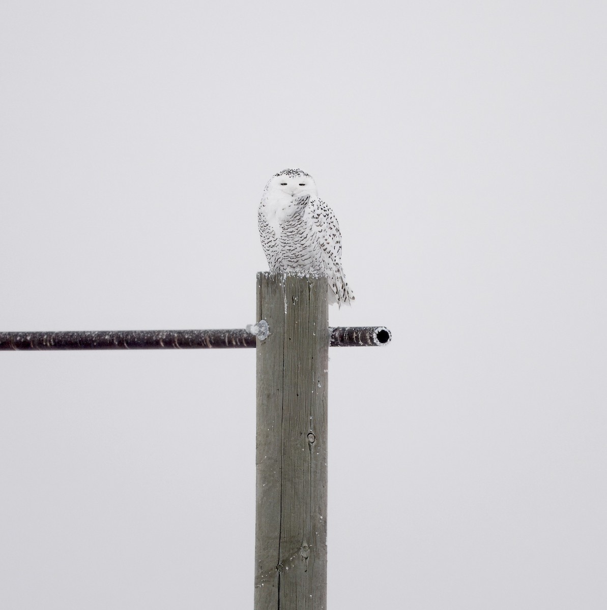 Snowy Owl - ML647599073
