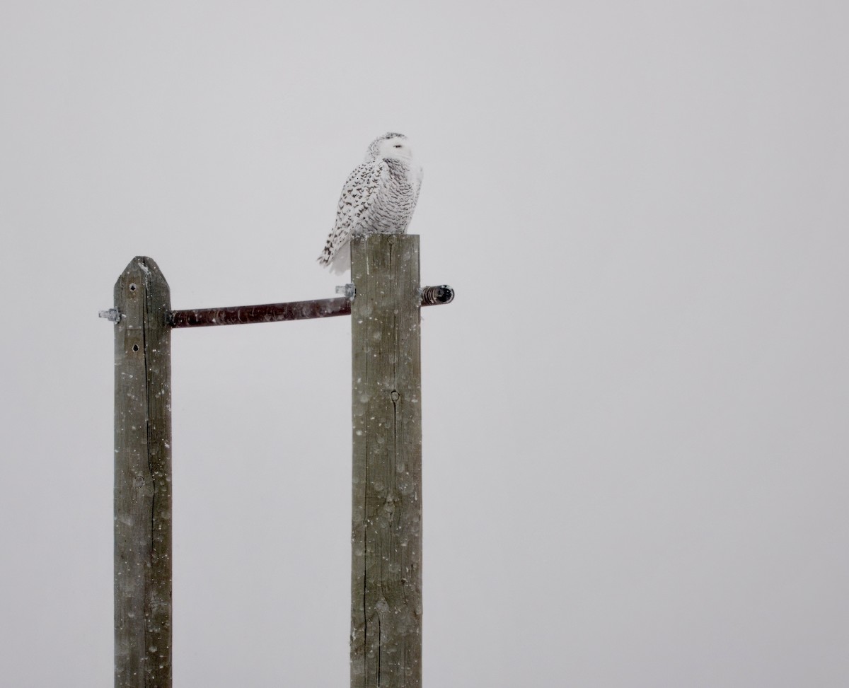 Snowy Owl - ML647599088