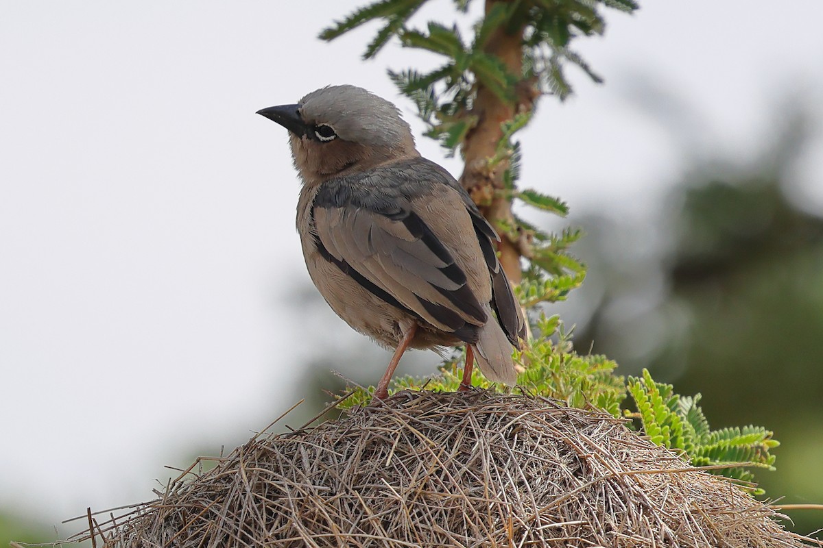 Gri Başlıklı Dokumacı - ML647599090