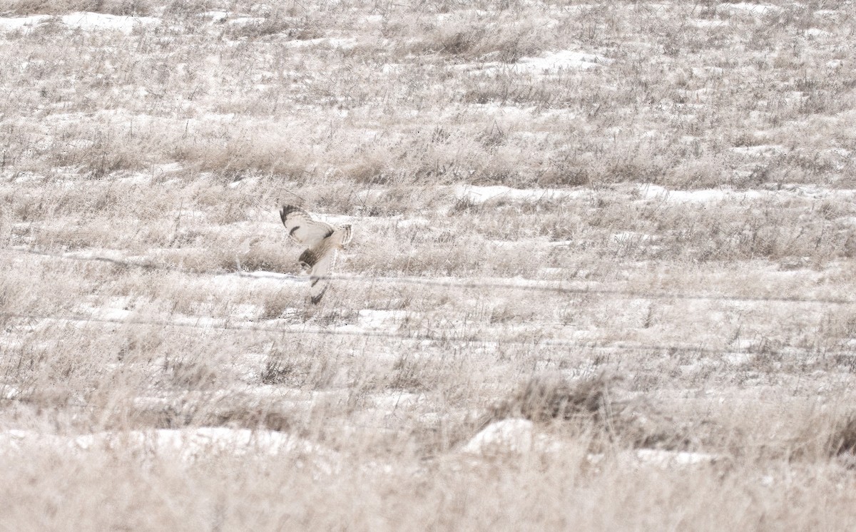 Short-eared Owl - ML647599096