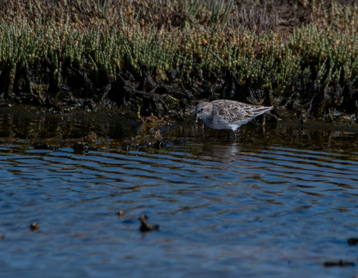 Küçük Kumkuşu - ML647599104