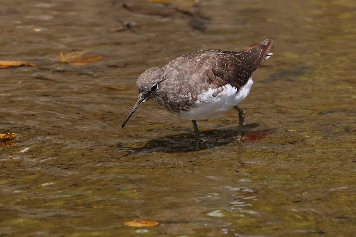 Andarríos Grande - ML647599131