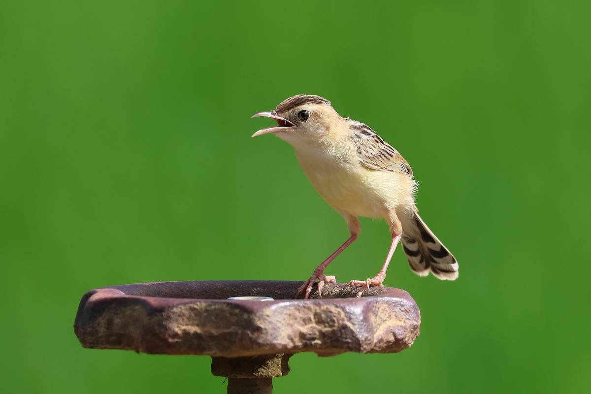 Cistícola Buitrón - ML647599145