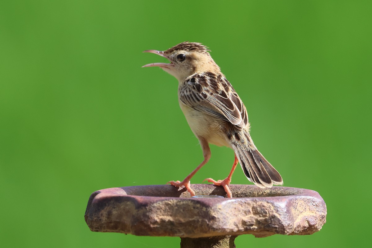 Cistícola Buitrón - ML647599146