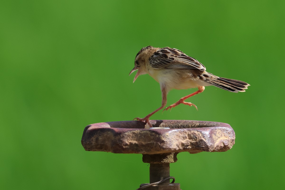 Cistícola Buitrón - ML647599147