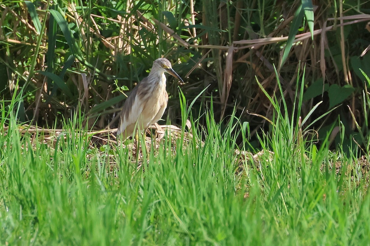 Garcilla Indonesia - ML647599155