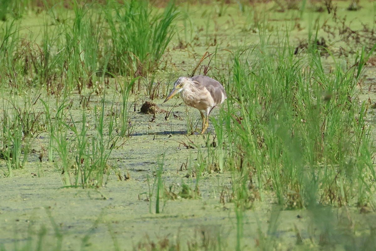 Garcilla Indonesia - ML647599156