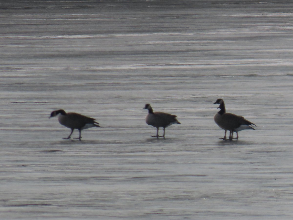 Barnacla Canadiense Grande - ML647599169