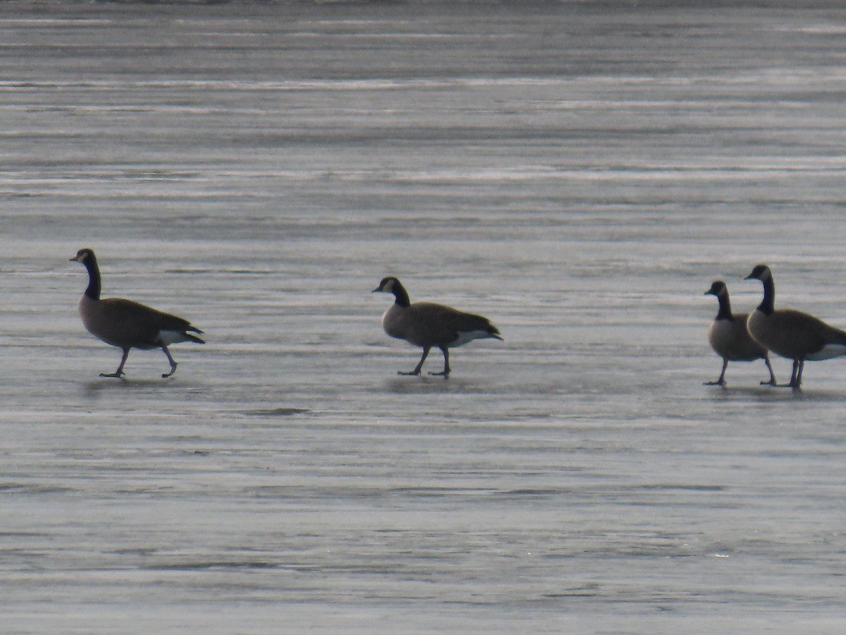 Barnacla Canadiense Grande - ML647599170