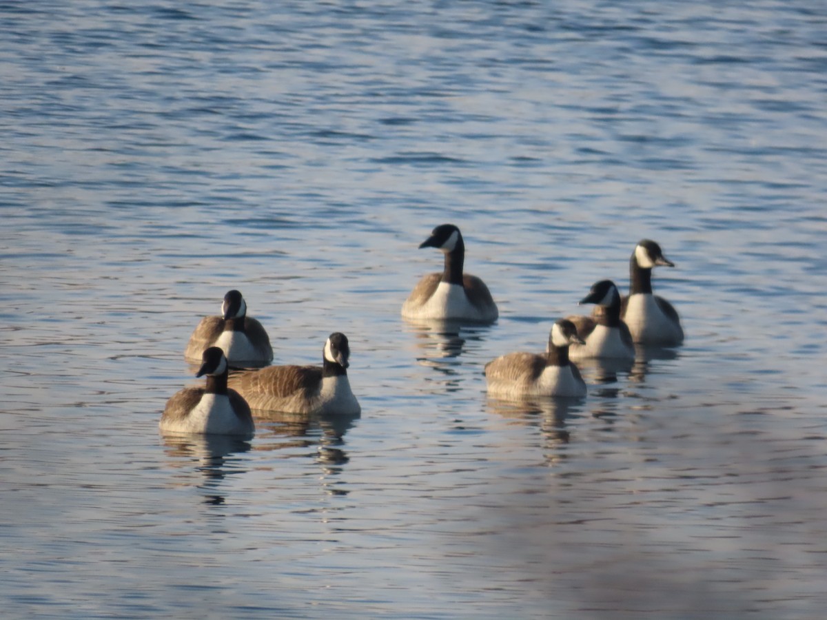 Barnacla Canadiense Grande - ML647599171