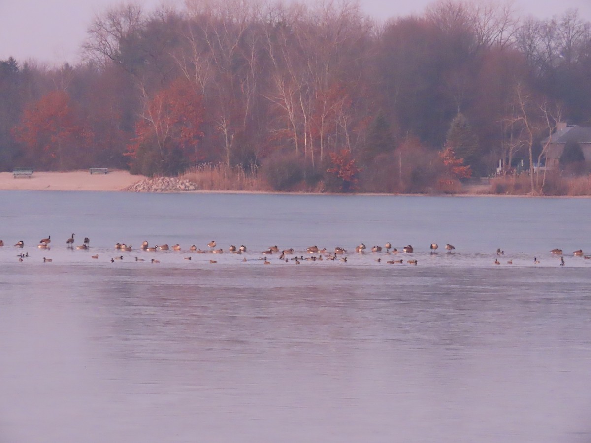 Barnacla Canadiense Grande - ML647599172