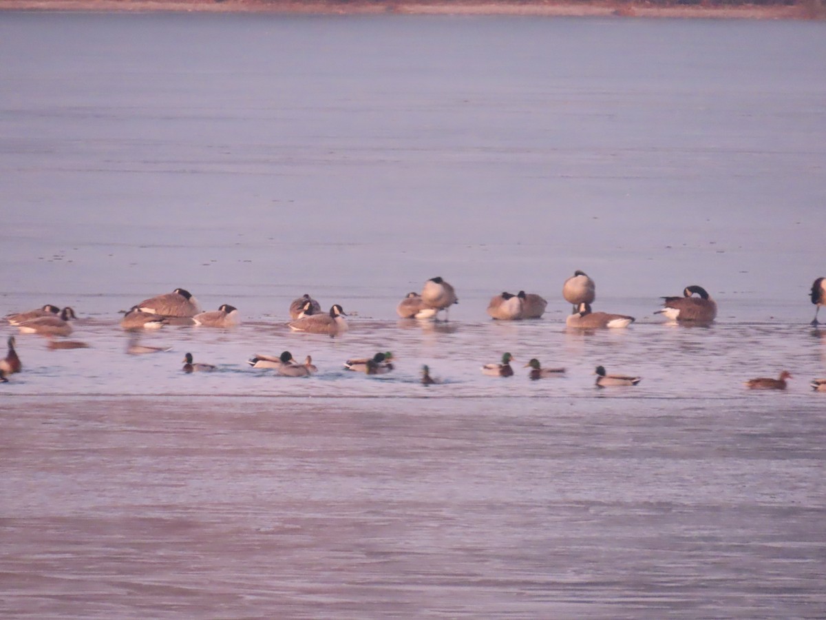 Barnacla Canadiense Grande - ML647599173