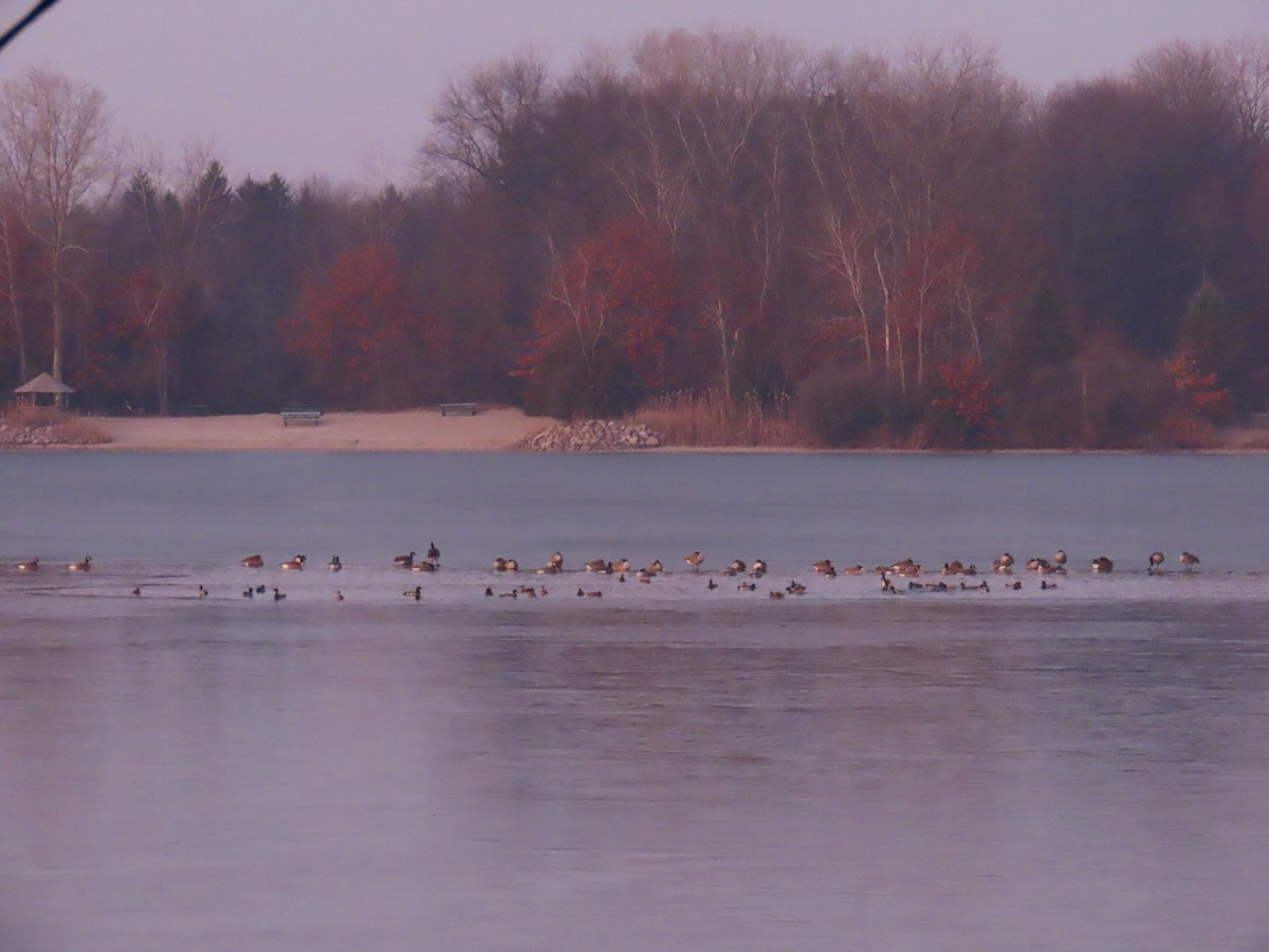 Barnacla Canadiense Grande - ML647599175