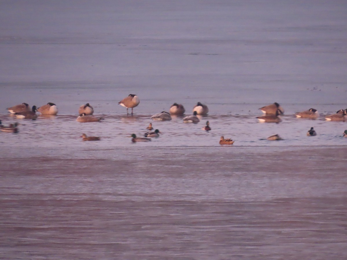 Barnacla Canadiense Grande - ML647599178