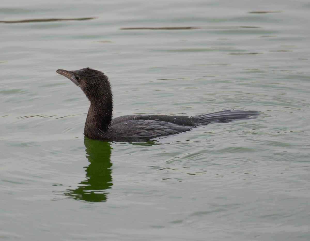 Cormorán Pigmeo - ML647599199