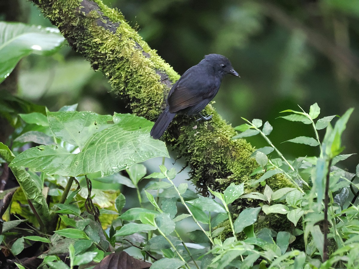 Batará Unicolor - ML647599203