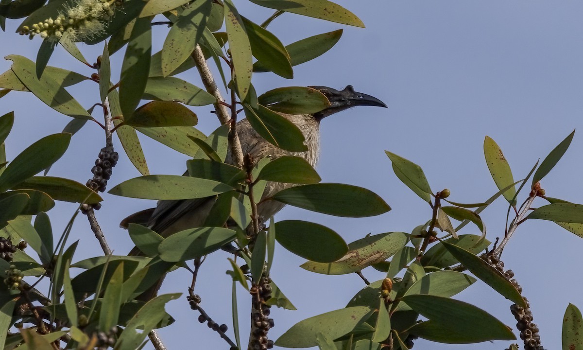 Filemón Chillón - ML647599204