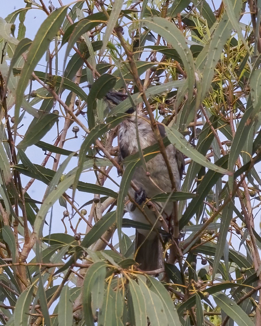Filemón Chillón - ML647599205