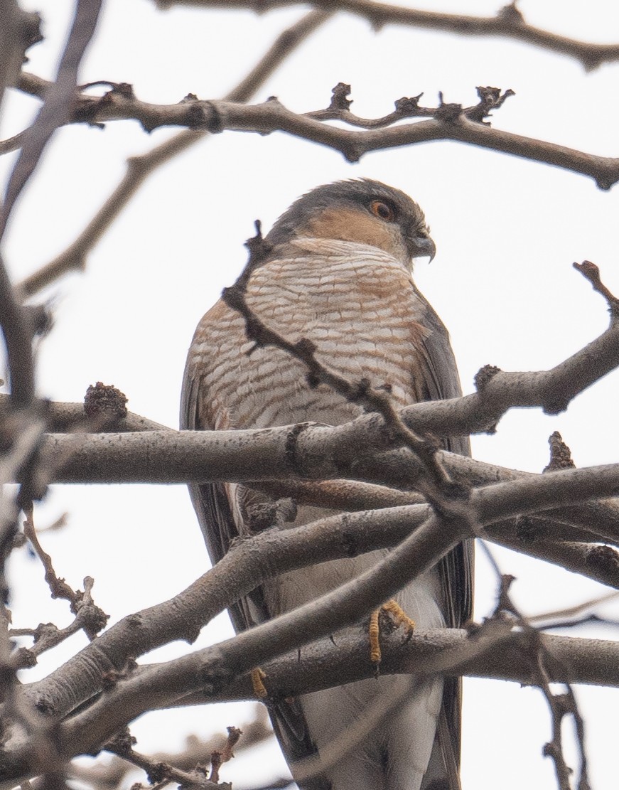 Gavilán Común - ML647599206