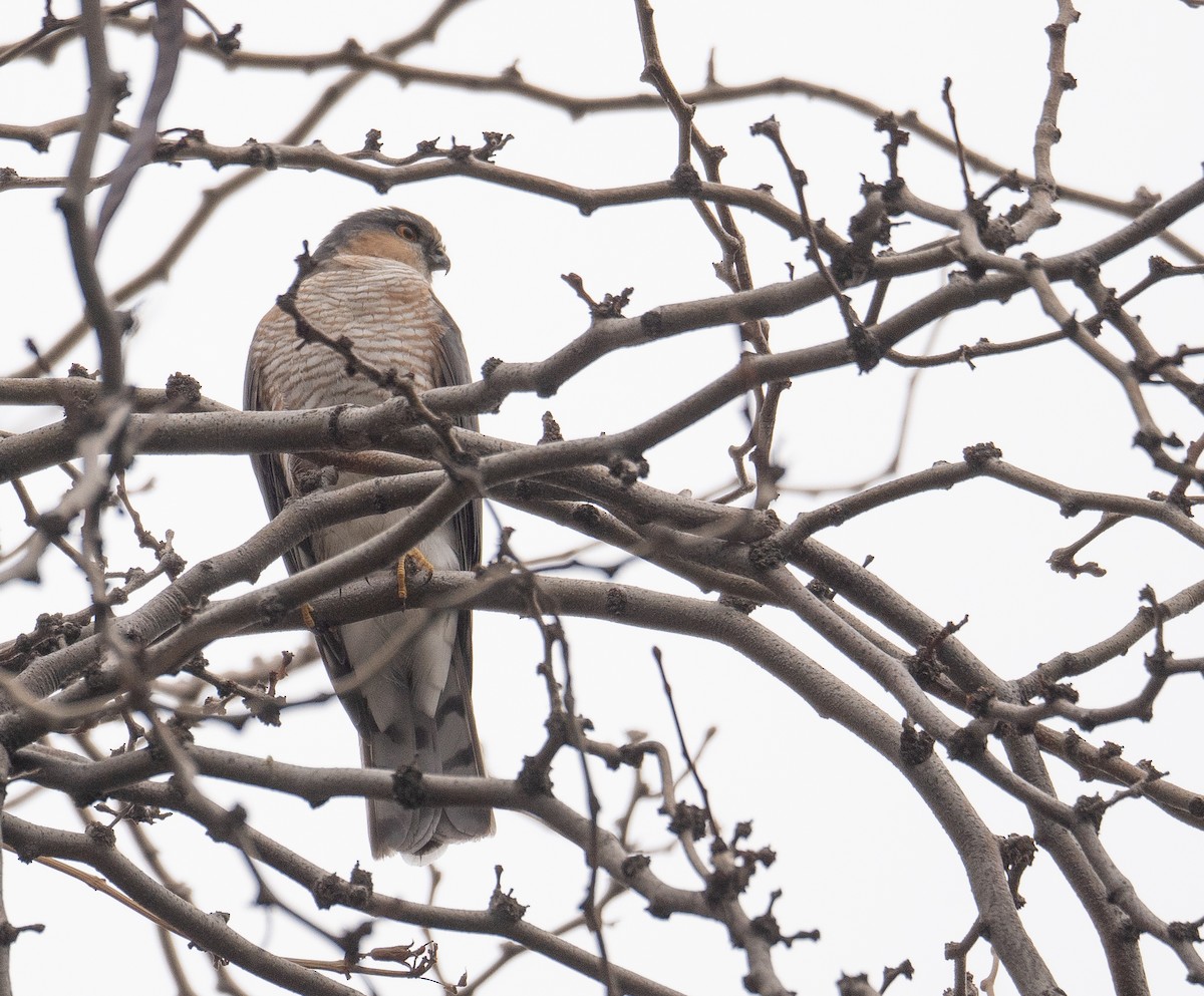 Gavilán Común - ML647599207