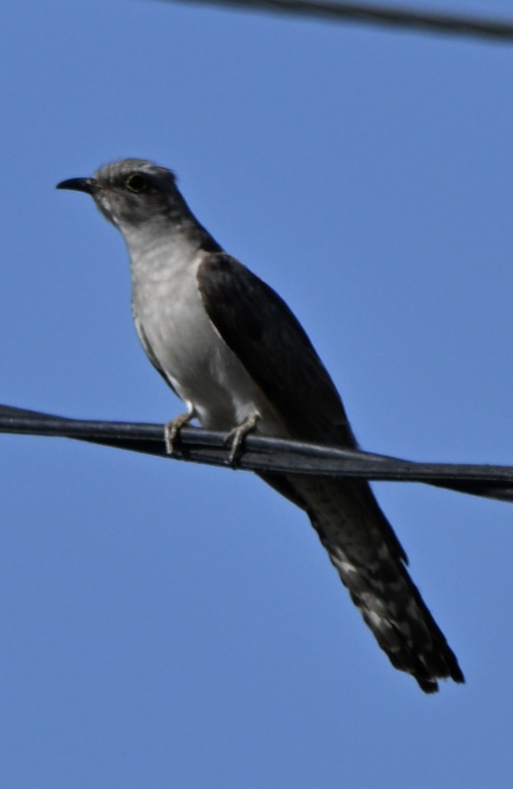 Cuco Pálido - ML647599208