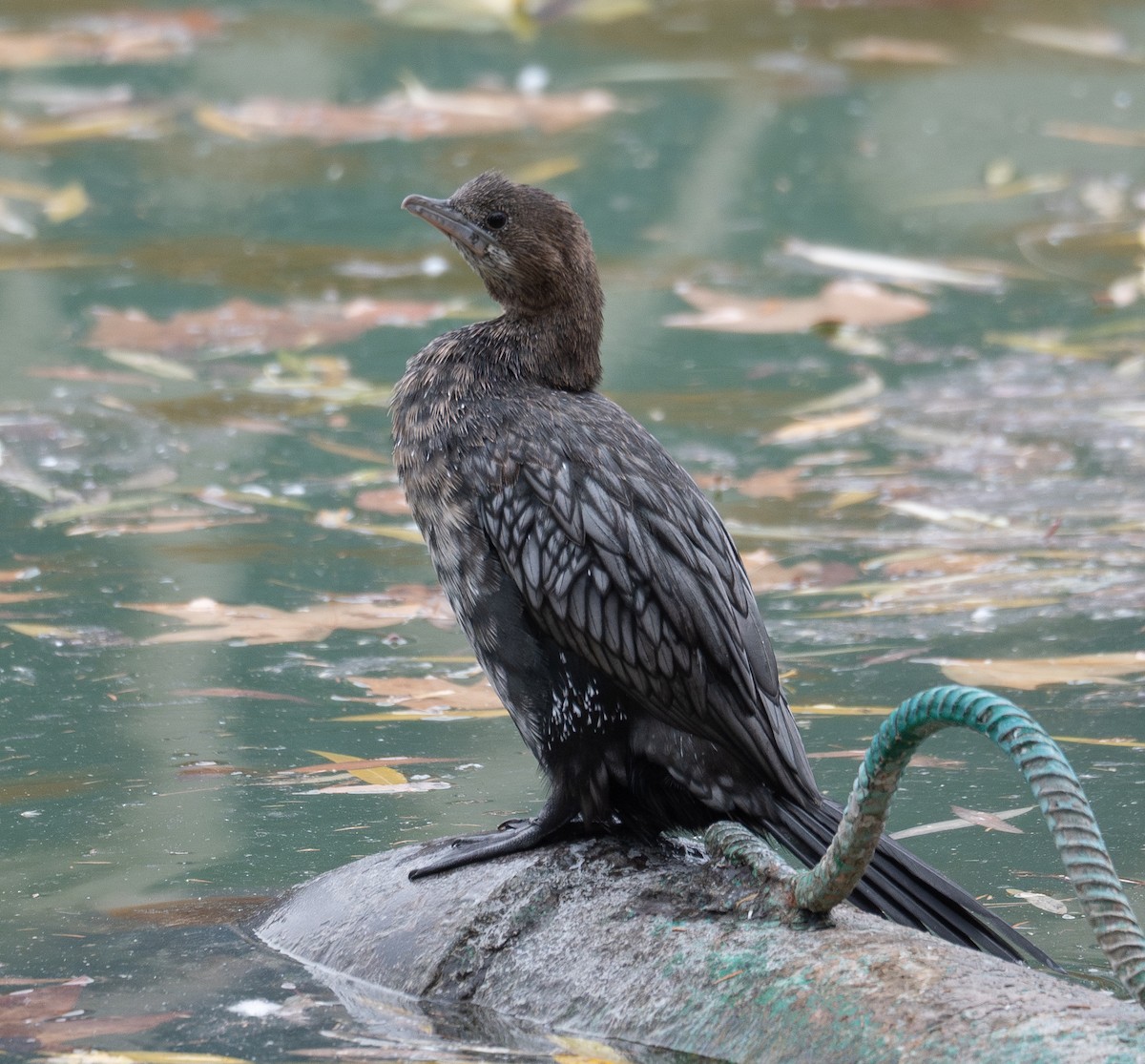 Cormorán Pigmeo - ML647599209