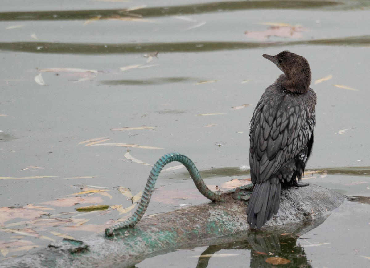 Cormorán Pigmeo - ML647599210