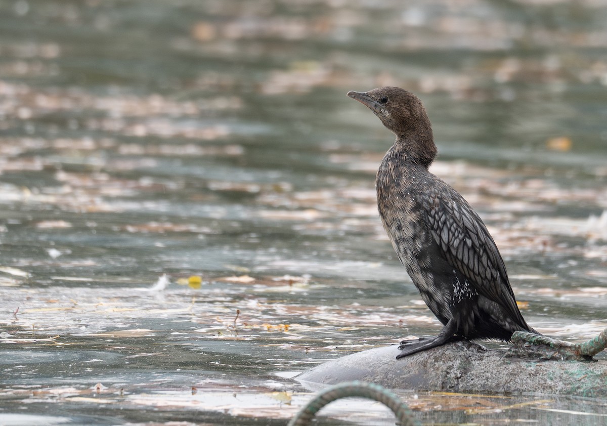 Cormorán Pigmeo - ML647599212