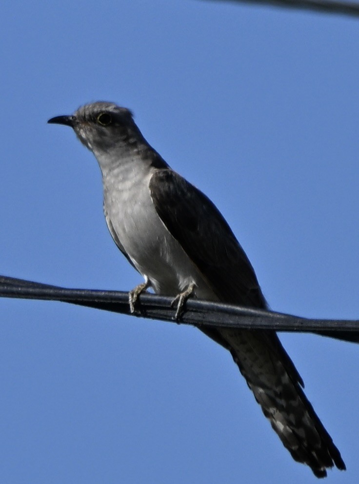 Cuco Pálido - ML647599213