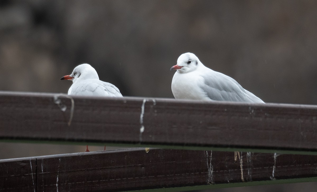 Gaviota Reidora - ML647599217