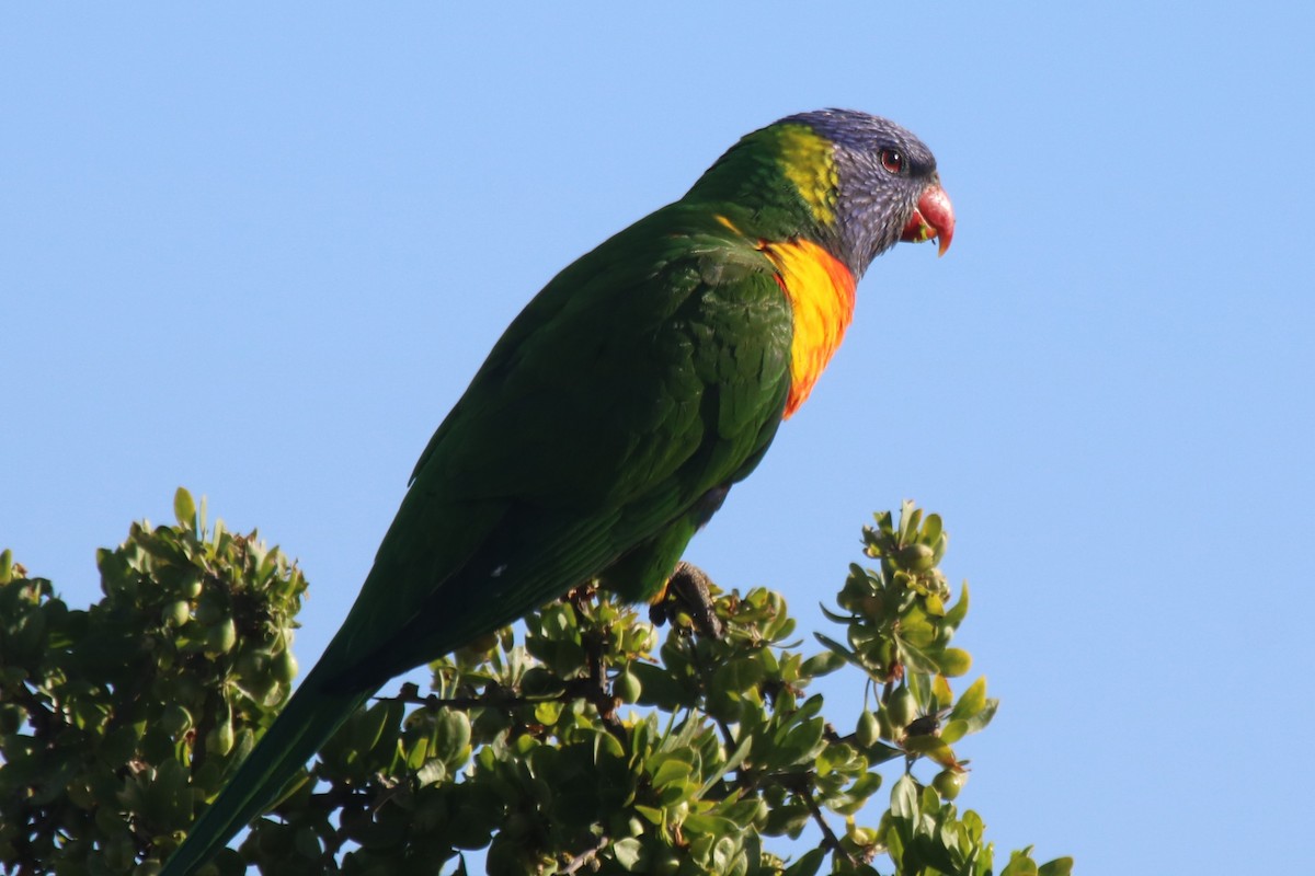 Lori Arcoiris - ML647599218