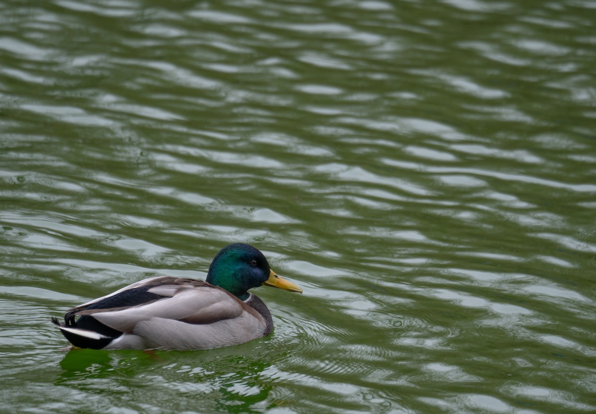 Ánade Azulón - ML647599222