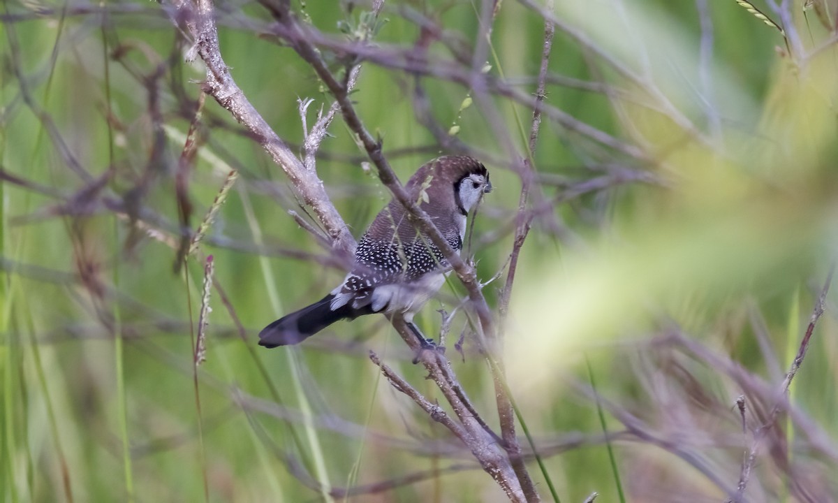 Diamante de Bicheno - ML647599223
