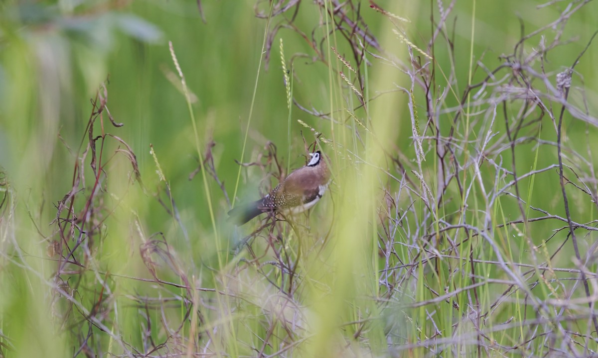Diamante de Bicheno - ML647599224