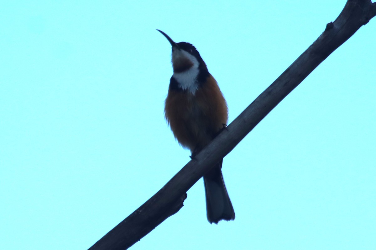 Picoespina Oriental - ML647599225