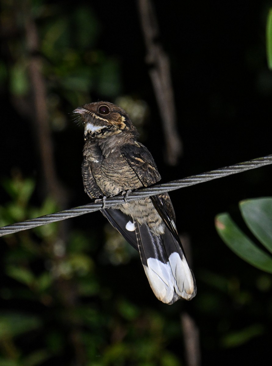 Jerdon's Nightjar - ML647599226