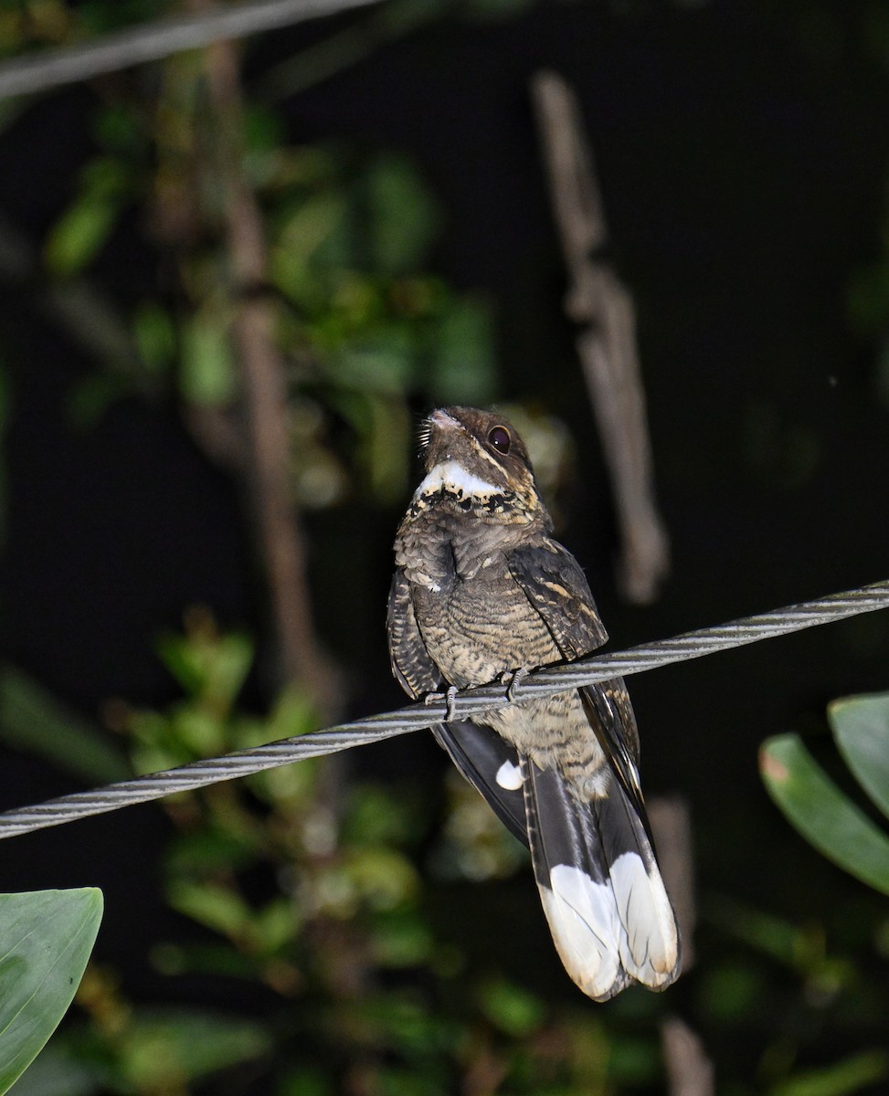 Chotacabras Marajá - ML647599227