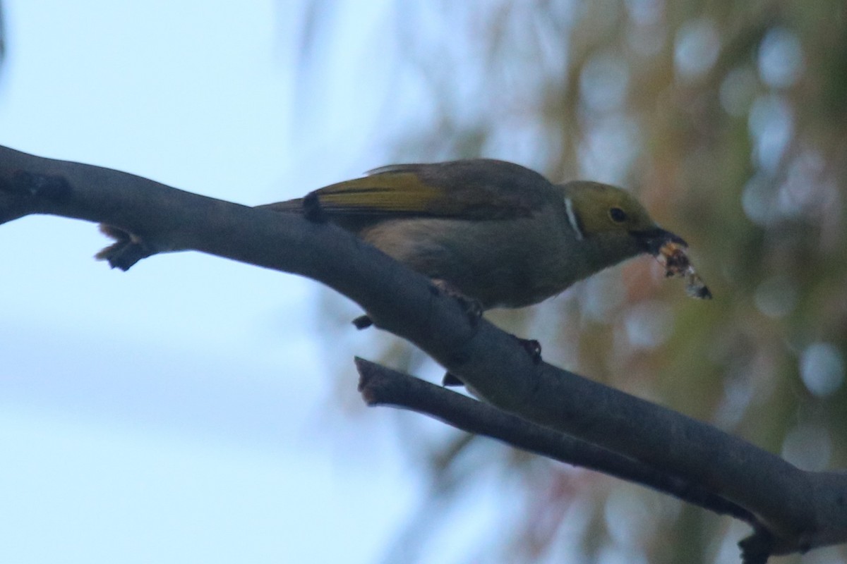 Mielero Empenachado - ML647599231