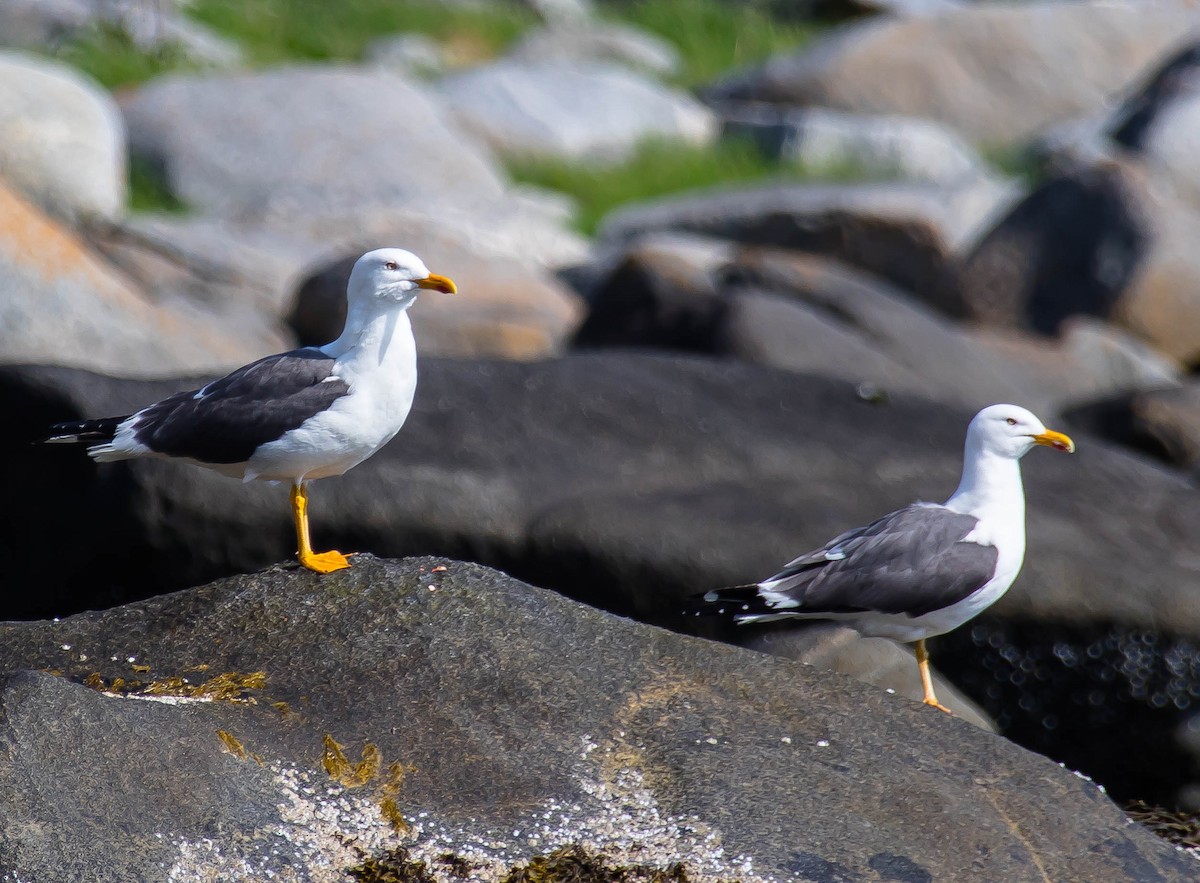 ニシセグロカモメ - ML647599233