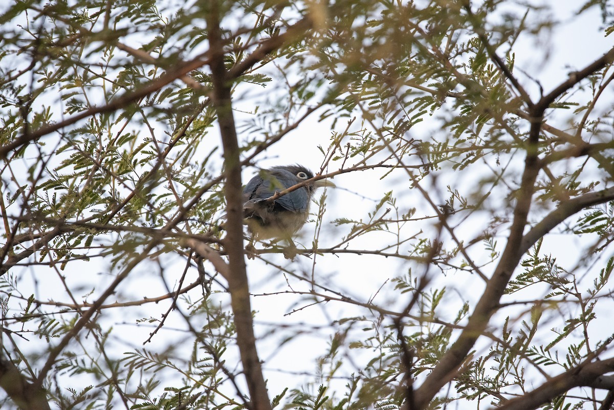 Blue-faced Malkoha - ML647599248