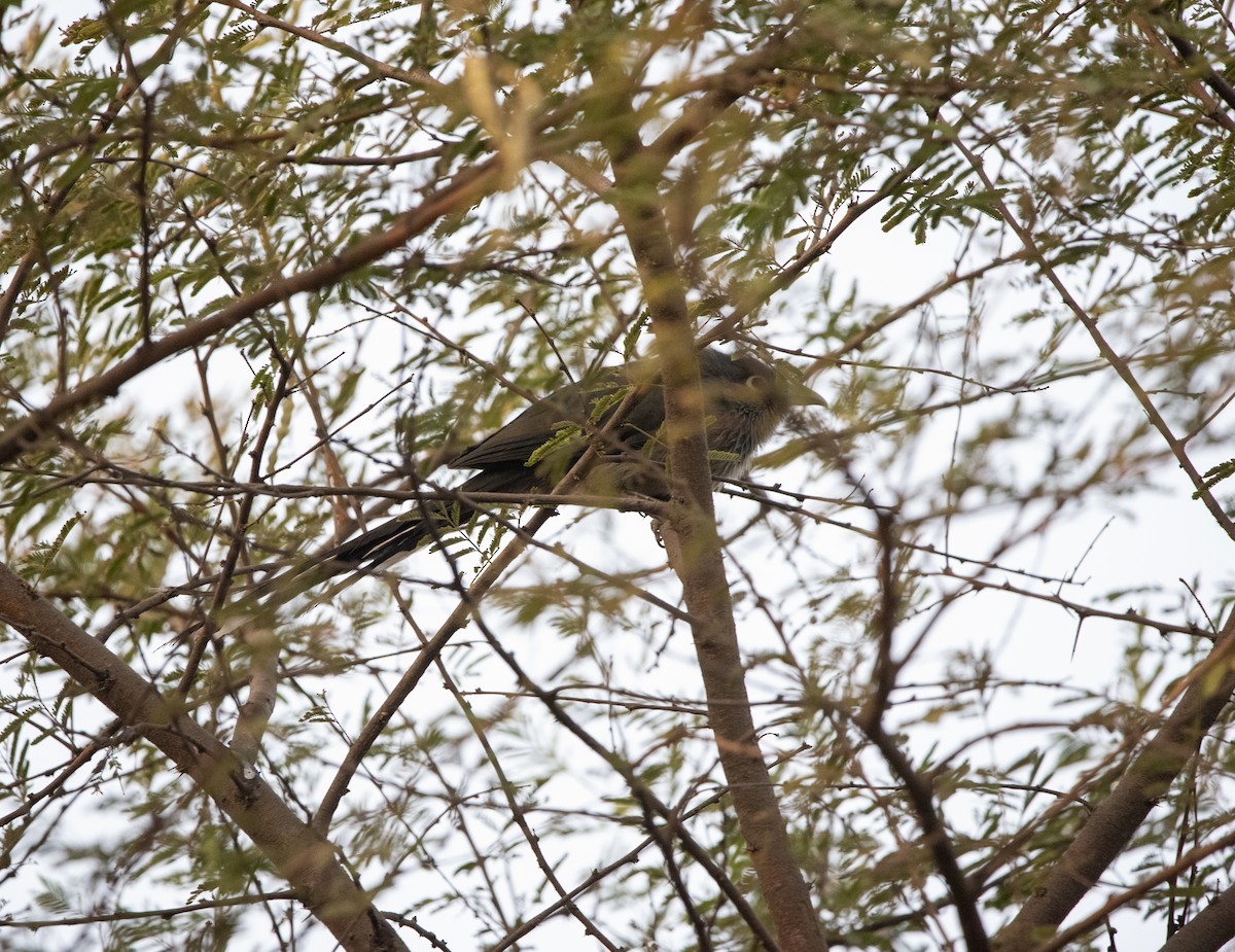 Blue-faced Malkoha - ML647599249