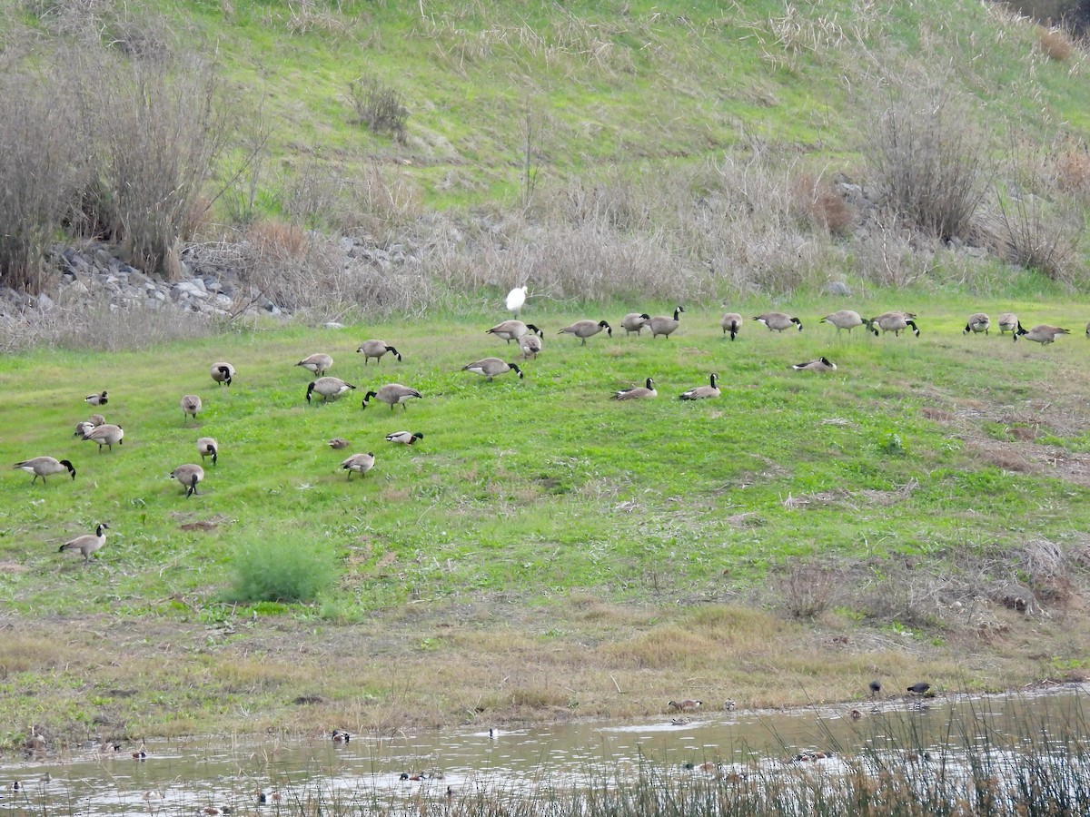 Barnacla Canadiense Grande - ML647599262