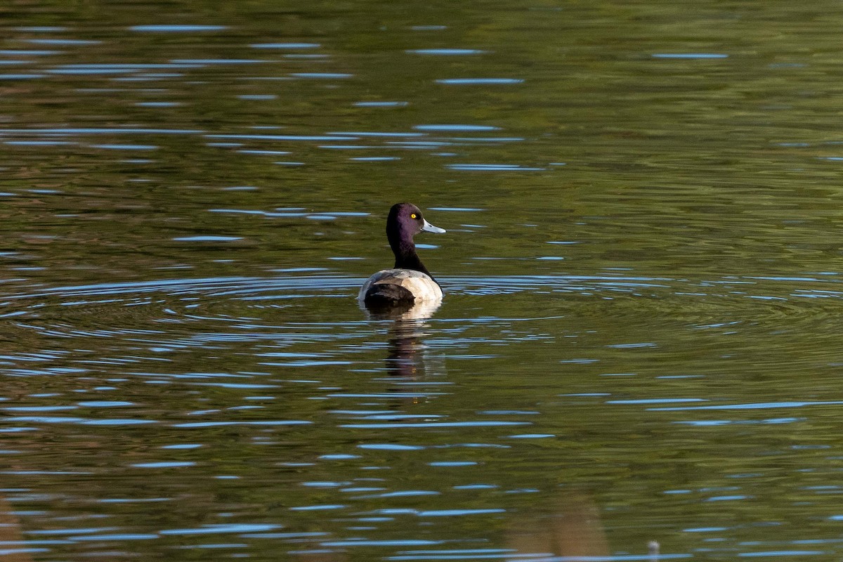 Lesser Scaup - ML647599307