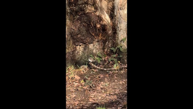 Papamoscas de la Taiga - ML647599379