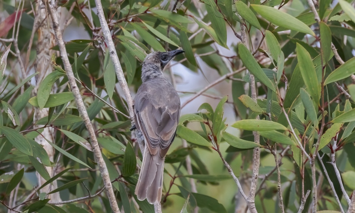 Little Friarbird - ML647599397