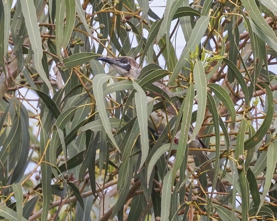 Little Friarbird - ML647599398