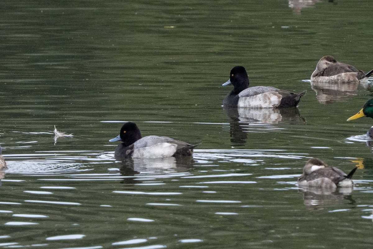 Lesser Scaup - ML647599422