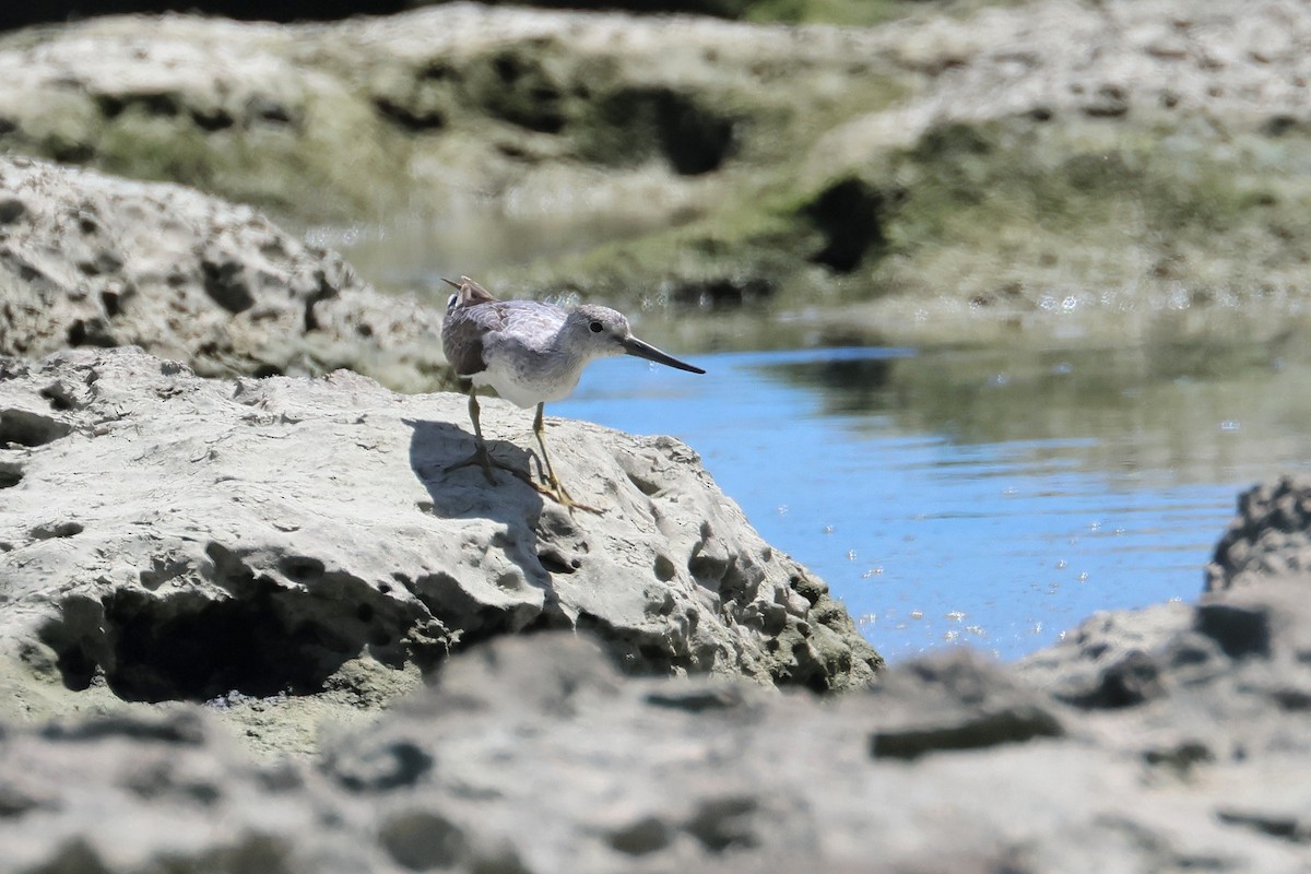 Коловодник охотський - ML647599463