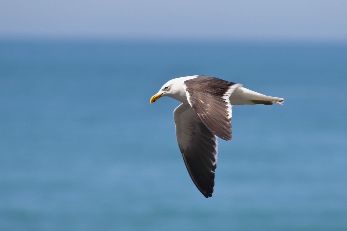 Kaio domingotarra - ML647599466